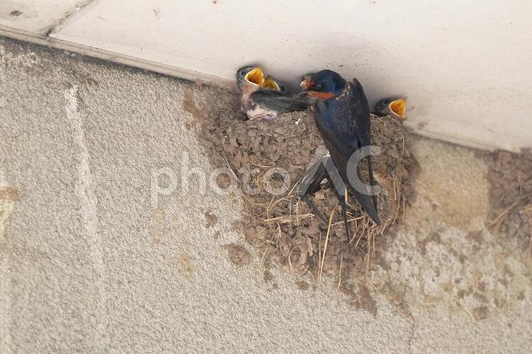 ツバメの巣と餌やり ひな,雛,ツバメの写真素材
