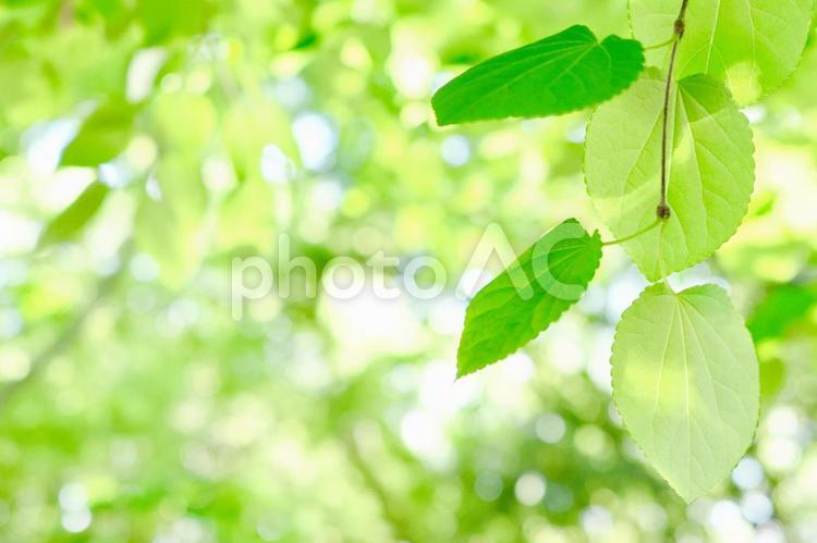 新緑の若葉とキラキラ煌く木漏れ日の背景2 新緑,木漏れ日,若葉の写真素材