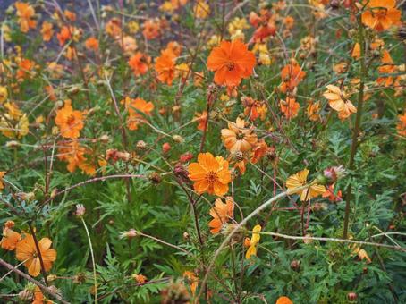 雨降りのコスモスの写真