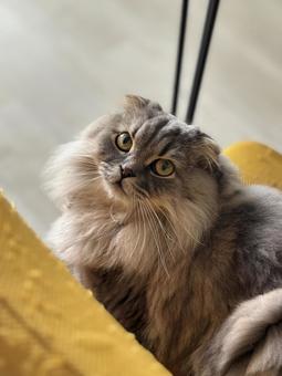 椅子に座る猫 椅子に座る猫 猫,ペット,スコティッシュフォールドの写真素材