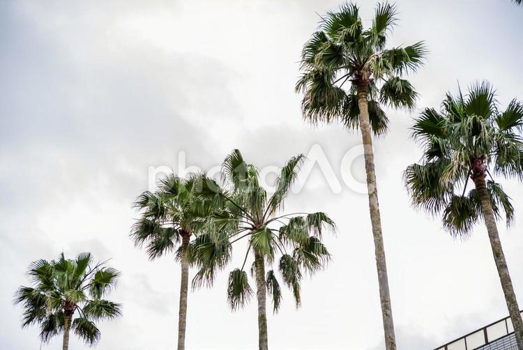 ヤシの木 ヤシの木,木,やしの写真素材