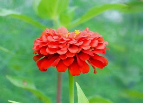 【花の写真】 ヒャクニチソウ（百日草） 百日草,ヒャクニチソウ,キク科の写真素材