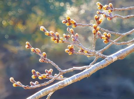 【桜の写真】桜の蕾の写真