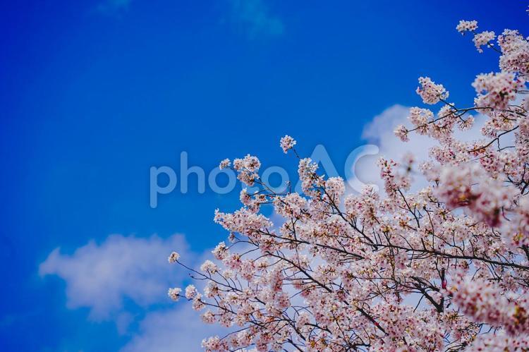 美しい青空、満開の桜１ 青空,桜,満開の写真素材