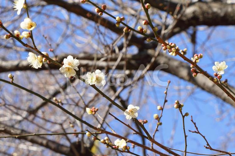 咲き始めの梅の花 梅,花,春の写真素材