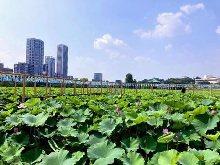 ハス ハス 不忍池,上野恩賜公園,ハスの写真素材