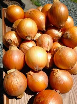 A pile of onions 3, JPG