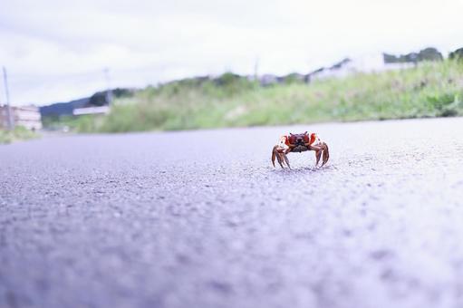 Crab walking along a country road, JPG