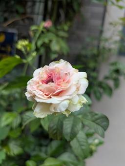 薔薇 薔薇の写真