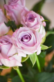 紫のばらの写真