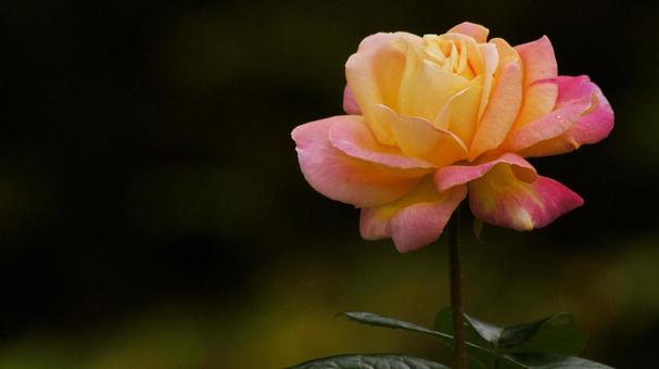 バラ園-737 バラ,サーモンピンク,ピンクの写真素材