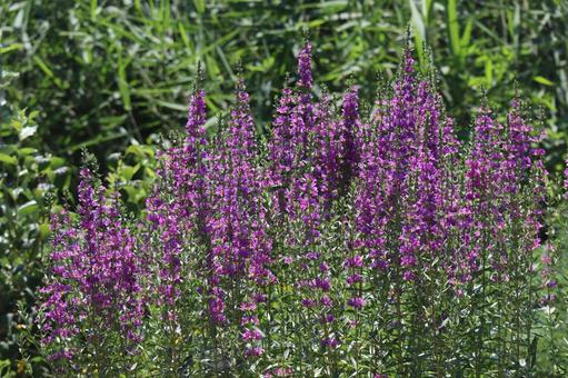 満開の紫色のエゾミソハギの花畑 満開の紫色のエゾミソハギの花畑の写真