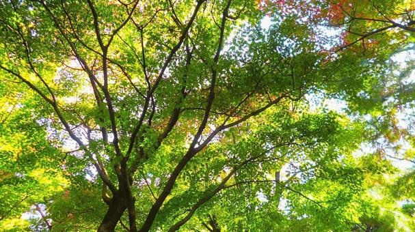 姫路城 好古園26 姫路城,好古園,紅葉の写真素材