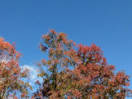 紅葉 紅葉 秋空,紅葉,自然の写真素材