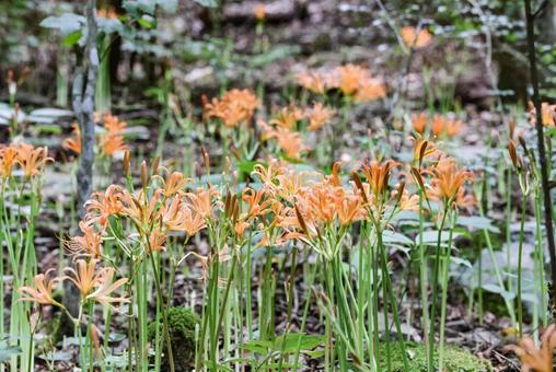 Photo, great fox razor, flower, razor of the great fox, 