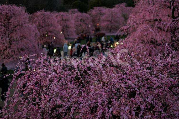 春のおとずれ 春,梅,庭園の写真素材