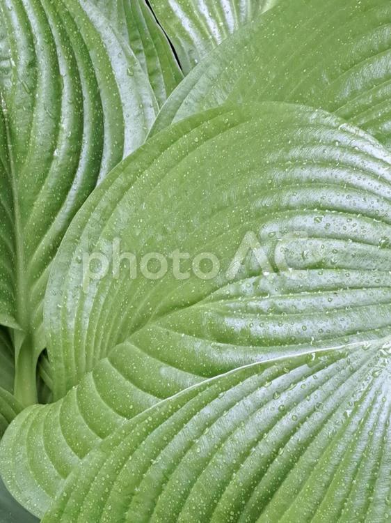 雨の日のギボウシ ギボウシ,葉,雨の写真素材