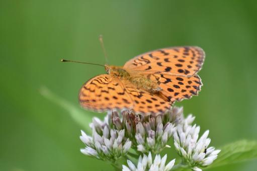 ツマグロヒョウモン ヒョウモンチョウ,昆虫,蝶の写真素材