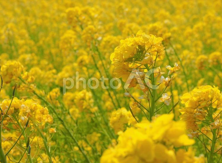 菜の花 黄色い花,花畑,春の写真素材