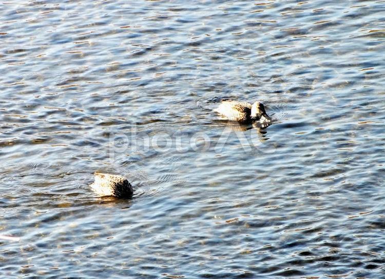 冬の川でエサを探すコガモ 鴨,コガモ,鳥の写真素材