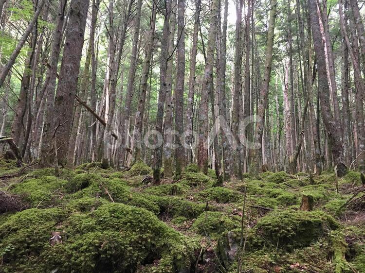 原生林 南アルプス,原生林,森の写真素材
