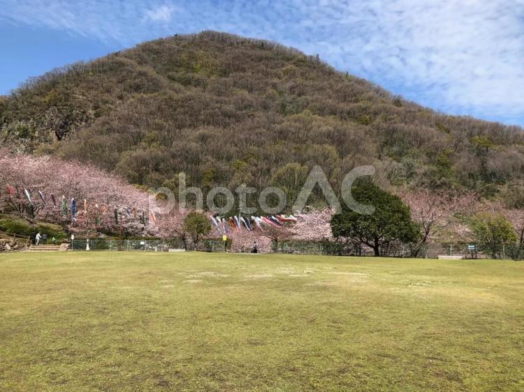 山と桜と鯉のぼり 桜,鯉のぼり,山の写真素材