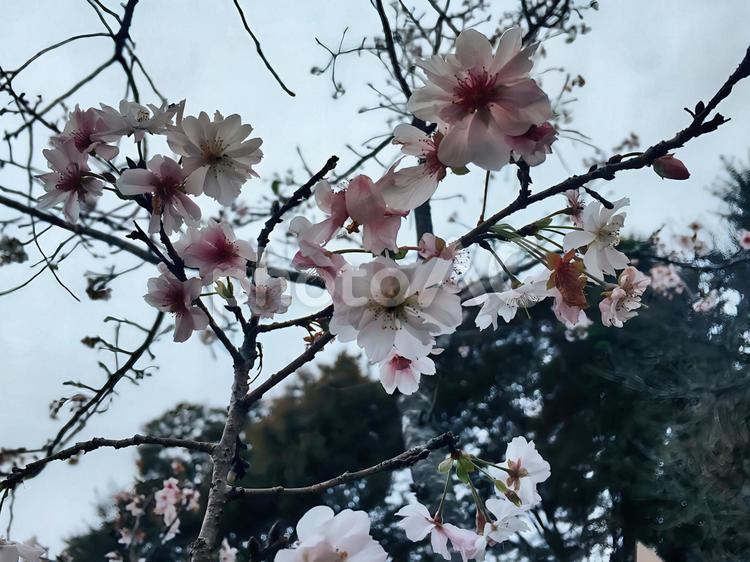 冬桜 冬桜,桜,寒桜の写真素材