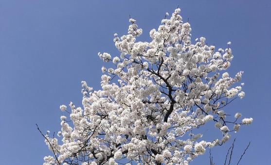 さくら桜SAKURA さくら桜SAKURAの写真
