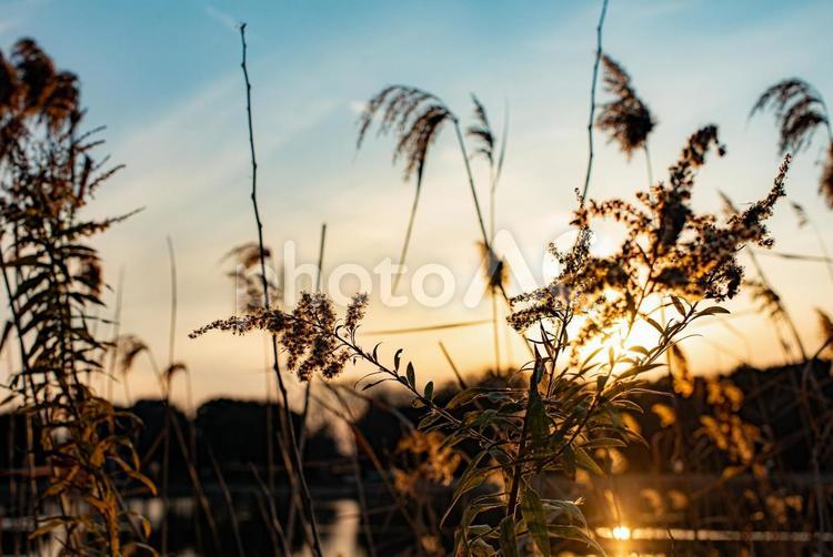 冬の夕暮れ　池とススキ 夕日,夕焼け,太陽の写真素材