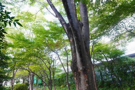 大木 大木 木,木漏れ日,木々の写真素材
