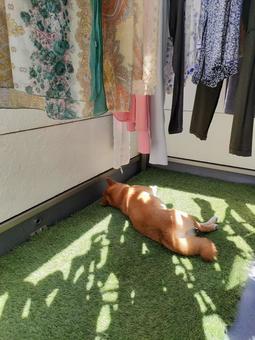 洗濯物と日向ぼっこする柴犬! 洗濯物と日向ぼっこする柴犬!の写真