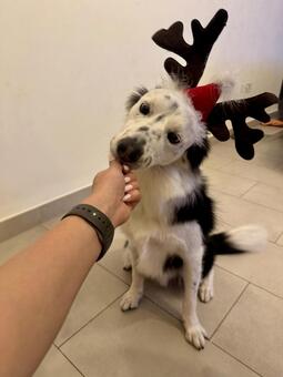 トナカイのカチューシャをつける犬 犬,クリスマス,可愛いの写真素材