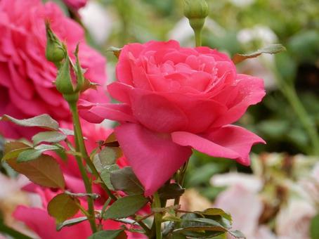 【薔薇の写真】バラの花 【薔薇の写真】バラの花 の写真