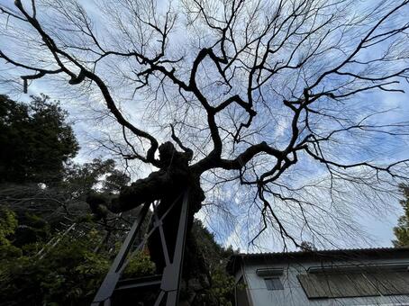 奈良　権現桜　冬木 権現桜,桜,さくらの写真素材