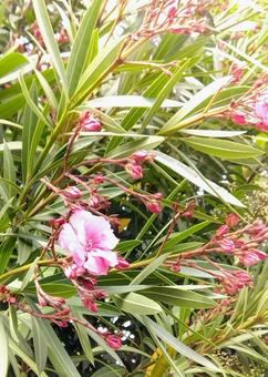 Photo, flower, pinewood, sunbeams leaves, 