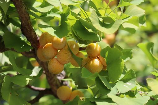 緑の葉と銀杏の実のなる木の枝のアップ 緑,葉,銀杏の写真素材