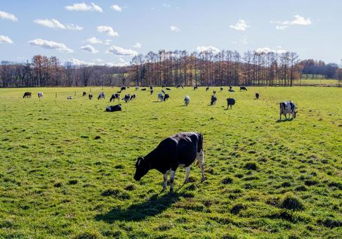 牧草地に放牧された牛たちの静かな日常の写真