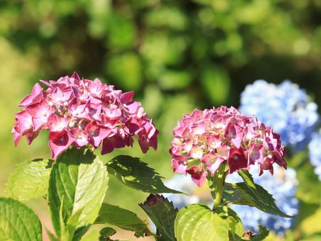 青と赤の紫陽花 青と赤の紫陽花の写真
