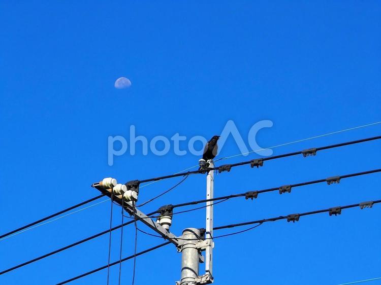 月と電柱と鳴くカラス カラス,電柱,月の写真素材