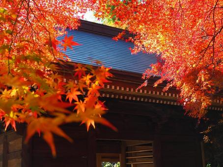 普門寺の紅葉 普門寺の紅葉の写真