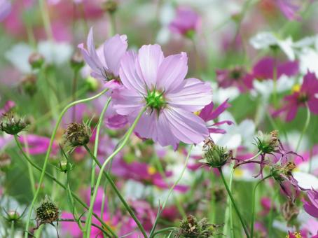 コスモスの写真