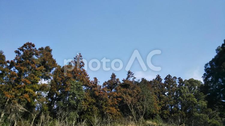 森林　 森林,山奥,自然の写真素材