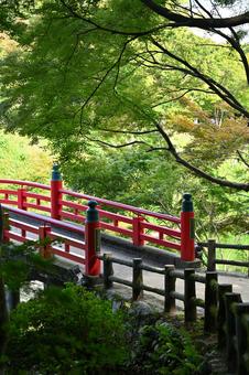 高岡古城公園の初秋 紅葉,葉,植物の写真素材
