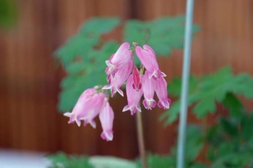 ヒメケマンソウの花 ヒメケマンソウ,アメリカコマクサ,ケシ科の写真素材