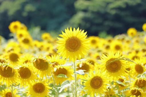 2025 Sunflower 10, JPG 2025 Sunflower 10, JPG