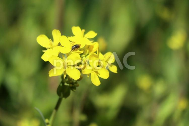 春の土手に咲く菜の花 菜の花,春の陽気,アブラナの写真素材