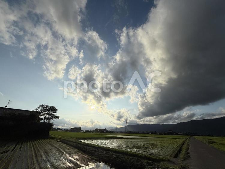 田舎の風景 田んぼ,稲,イネの写真素材