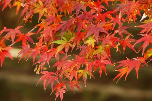 グラデーションに染まるモミジ2 モミジ,紅葉,紅葉狩りの写真素材