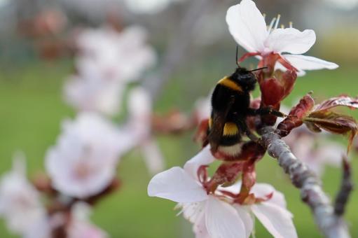European Bumblebee, JPG European Bumblebee, JPG