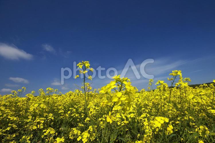 黄色いじゅうたんの菜の花畑 菜の花畑,観光地,コピースペースの写真素材